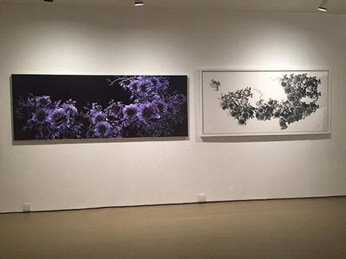 【展览观察】黄可一个展“击鼓传花” ：透过牡丹的变异