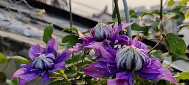 铁线莲种植及生长周期详解（从选址到收获，轻松打造美丽庭院）
