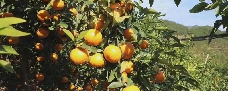 沃柑的种植管理方法，果实成熟期要注意控制水分