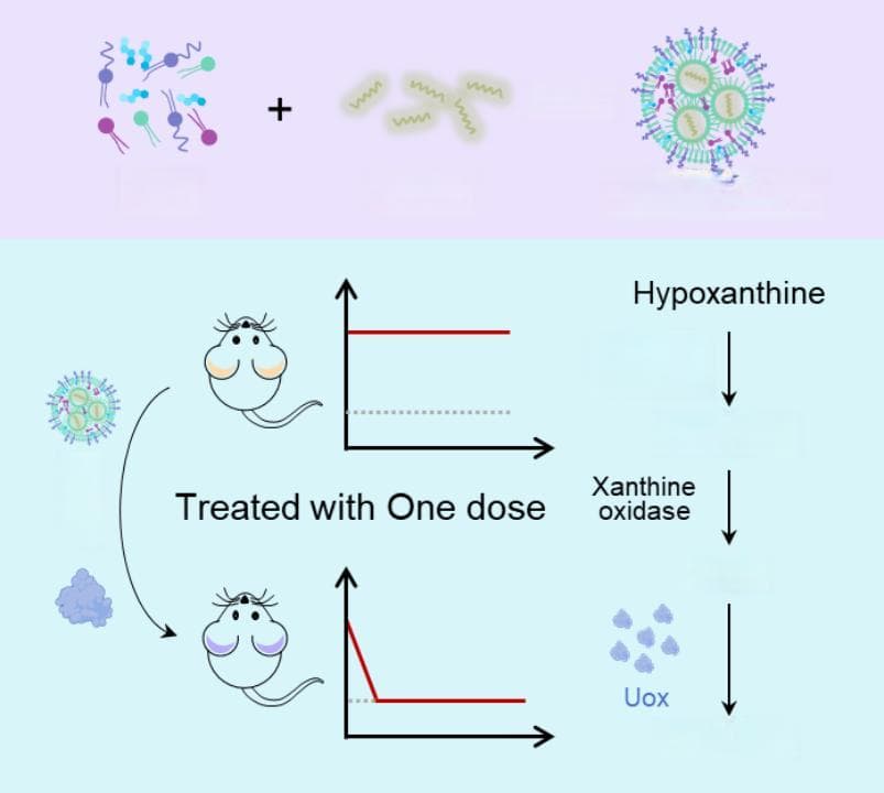 北理工团队Nature子刊发表重要研究：mRNA疗法为高尿酸血症治疗带来新希望