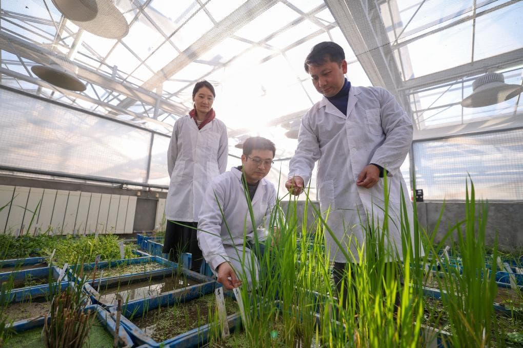 舌尖上的科技故事：从高油脂水稻到盐碱地蔬菜