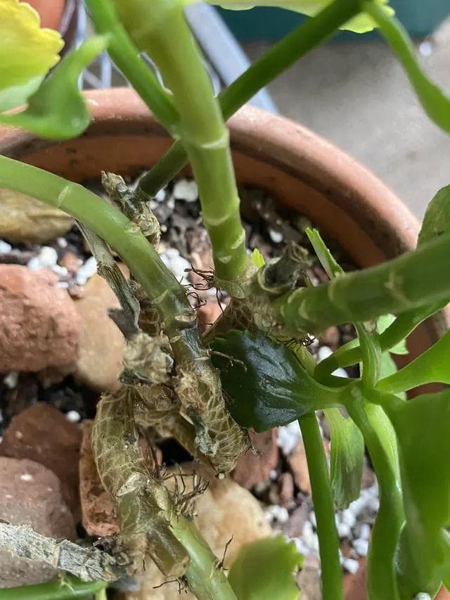 养长寿花总是黑杆挂掉，黑腐病就是它的“癌症”，注意提前预防