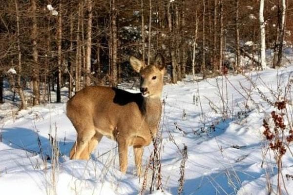 傻狍子不傻：揭秘狍子、鹿、獐子的区别