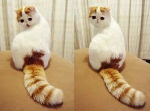 猫咪为何吃多不胖？揭秘饮食习惯与体型