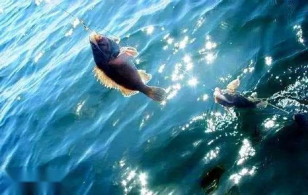 海钓时，如何拉流钓黑鮶？