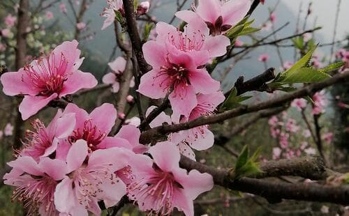 重庆春季赏花全攻略：主城九区及周边区县赏花地点大盘点