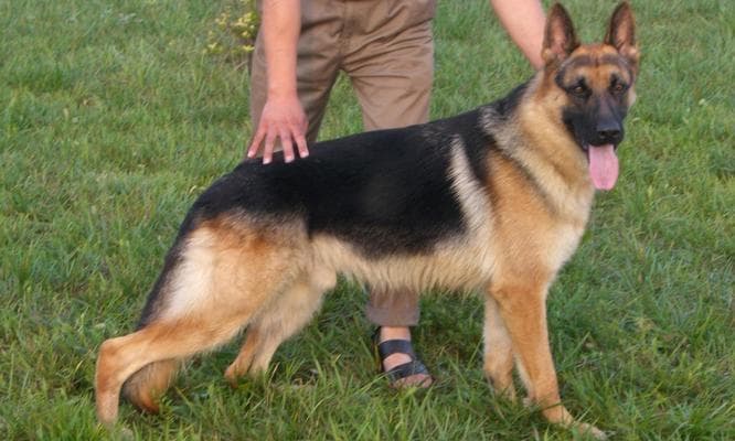 揭秘导盲犬的最佳选择：三种理想犬种及其训练要求