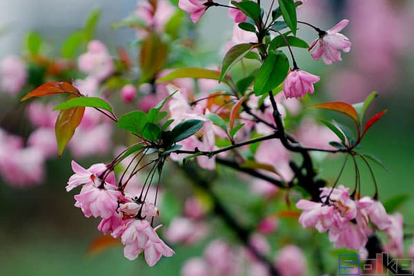 垂丝海棠：从植物特征到栽培要点的全面解析