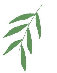 蔬菜穴盘基质育苗技术详解：从基质准备到浇水管理