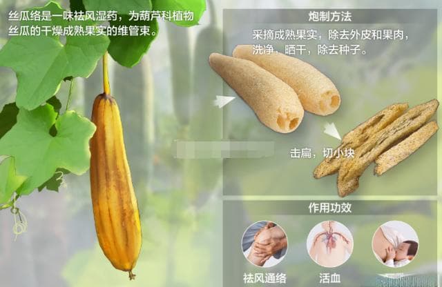 丝瓜络：祛风通络，活血下乳