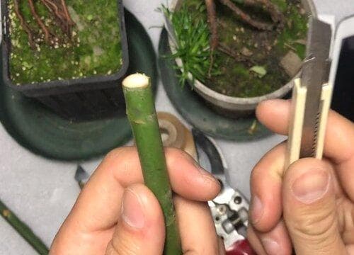 月季芽接的最佳时间及详细操作方法