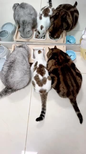 猫咪营养不良？饮食调整，健康回归！