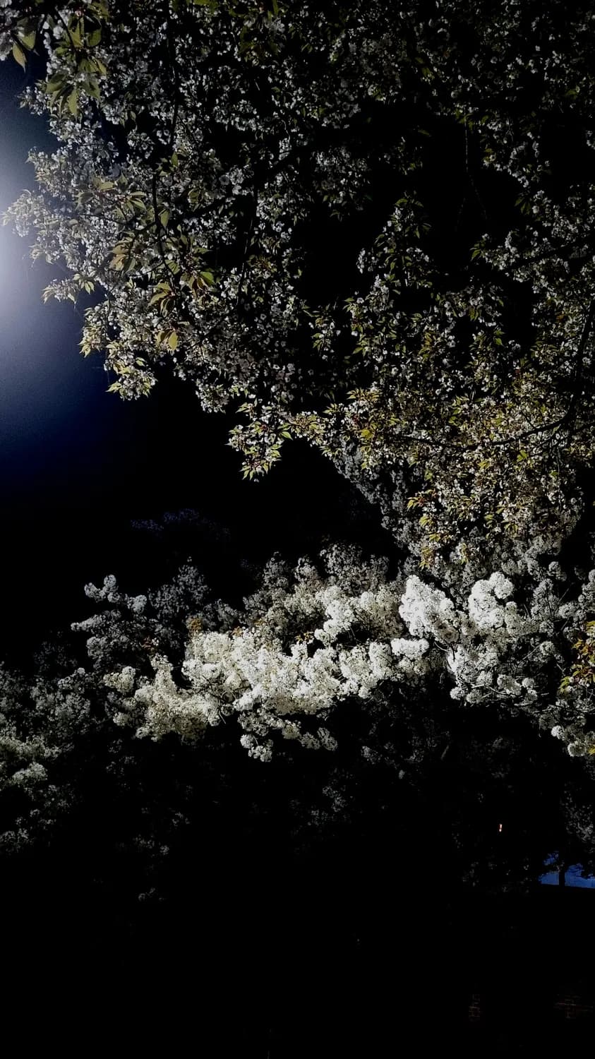 中秋佳节，桂枝与桂花的传统寓意