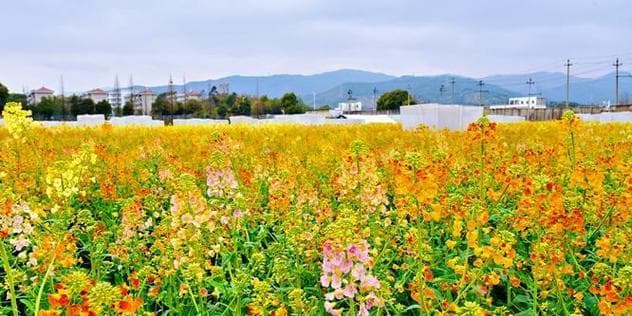 油菜花的种类、生长环境和用途（从多个维度认识这种美丽的植物）