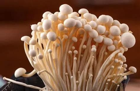 狗狗可以吃金針菇吗？健康有秘诀！