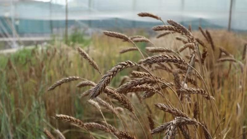 《自然》：研究解码全球小麦百年种质多样性