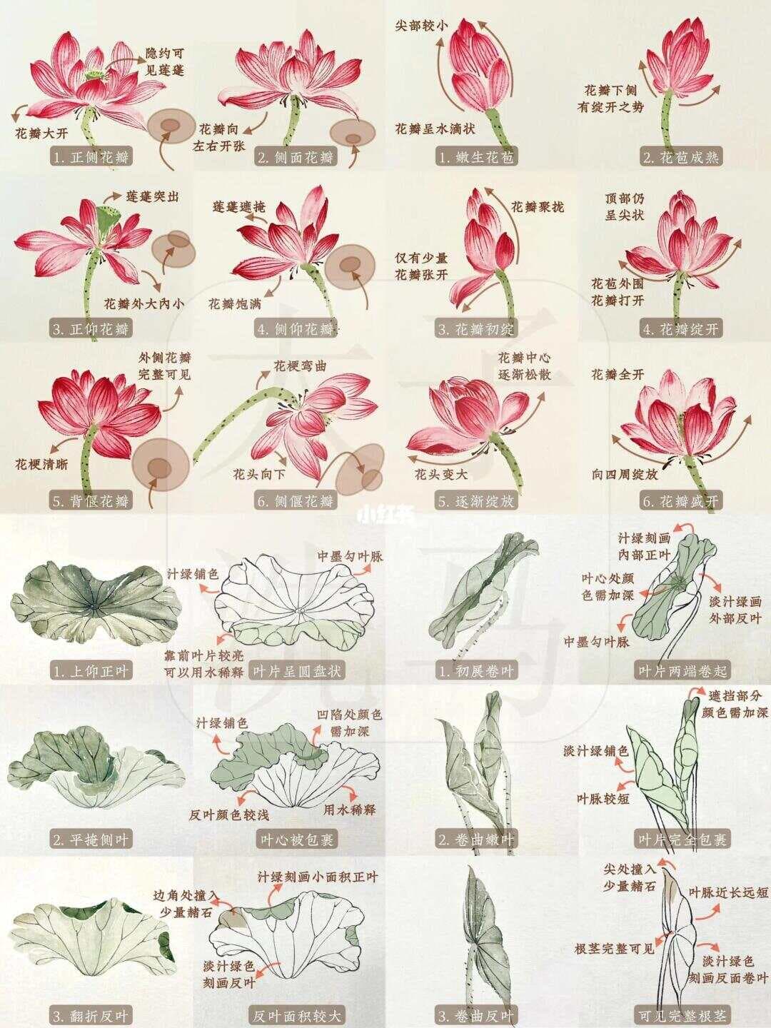 国画入门：荷花荷叶的必学技巧