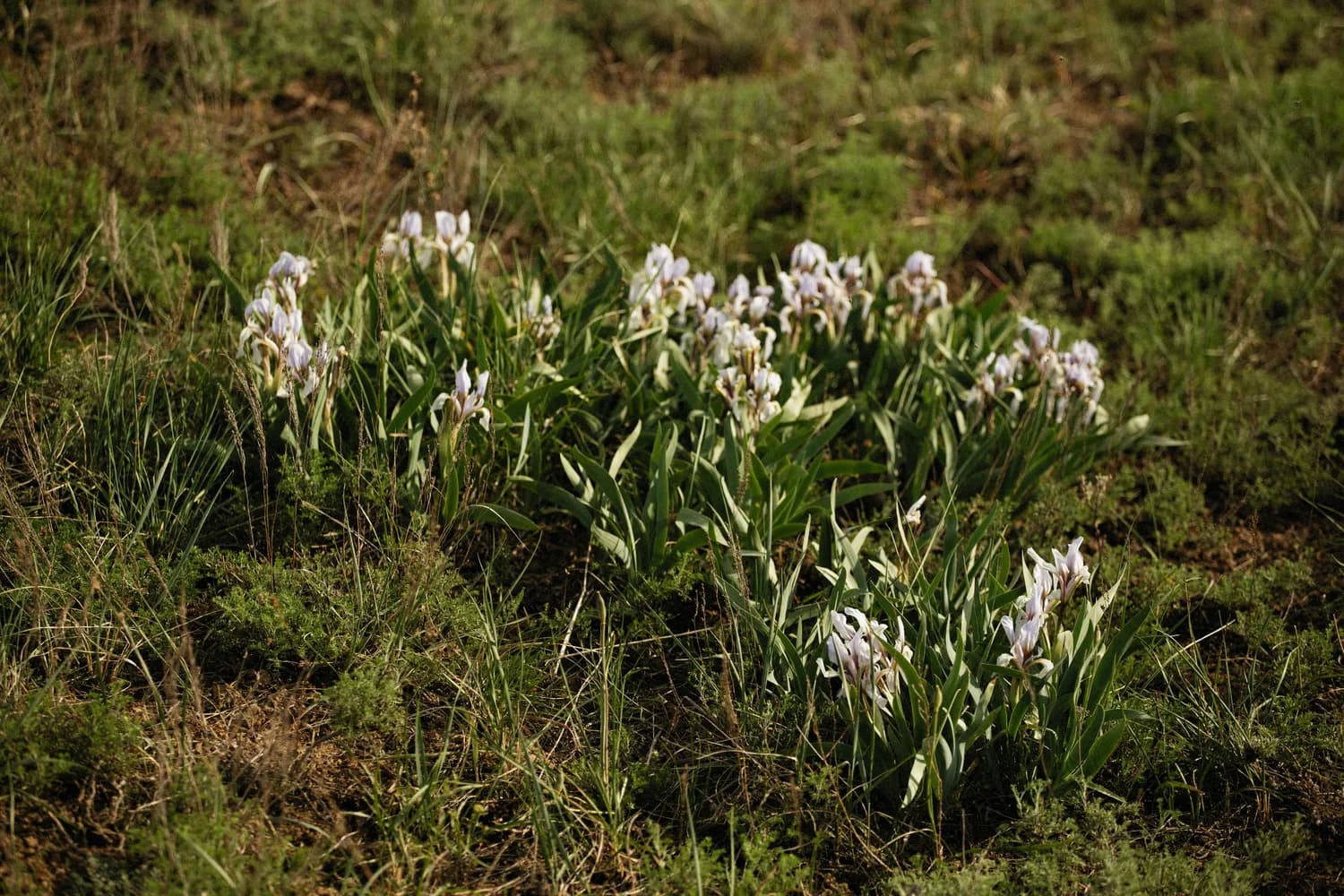 沙质壤土最适宜，四川白芨种植土壤改良全攻略