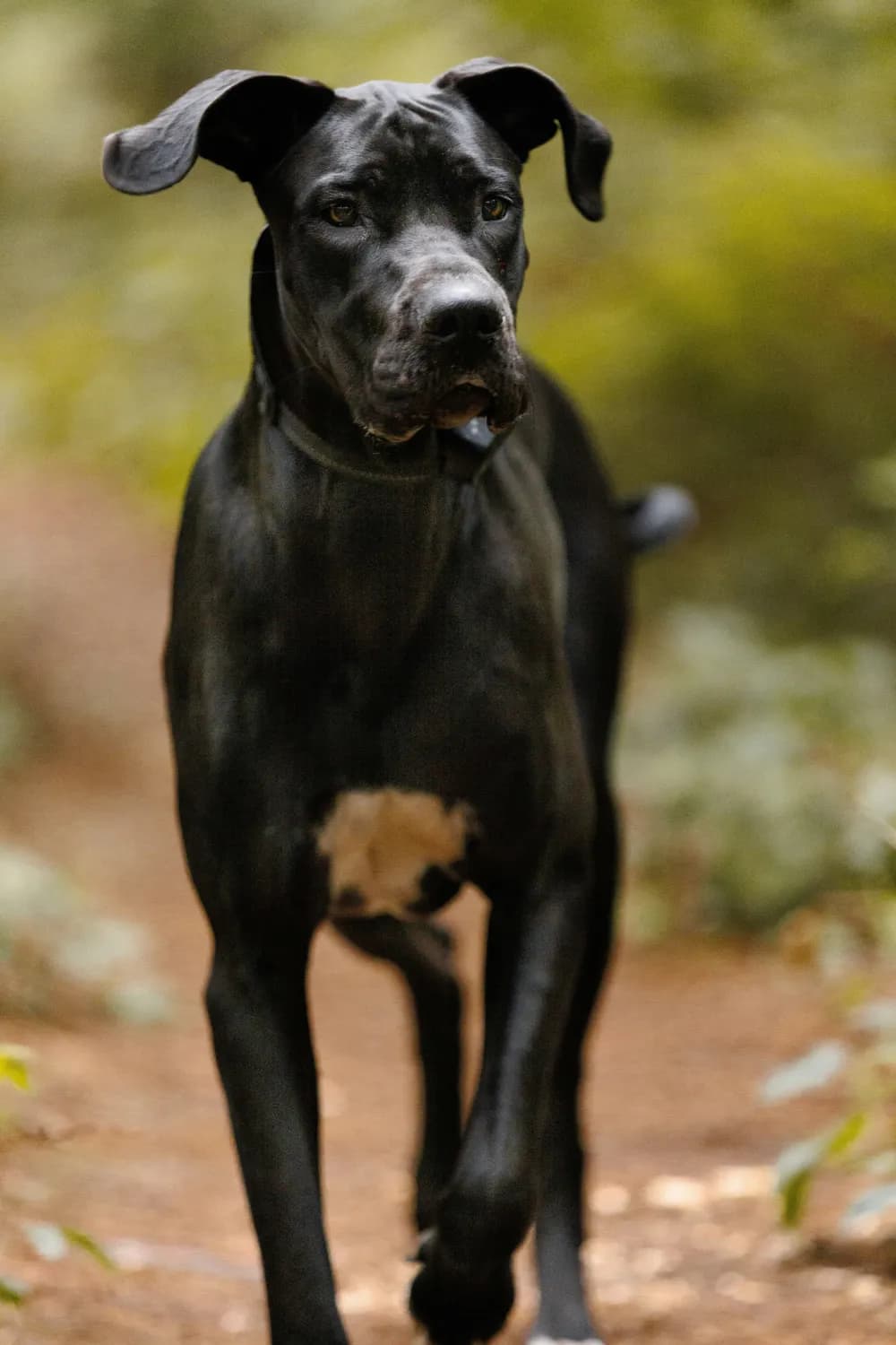 五黑犬：独特魅力与饲养挑战