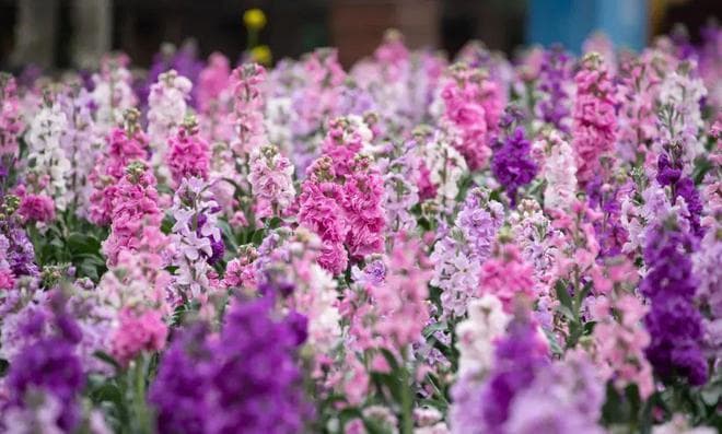 厦门 | 春日厦门，色彩缤纷！速来打卡“花花世界”！