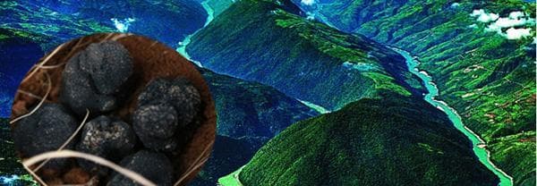 黑松露产地在哪里？全球主要产地有哪些？