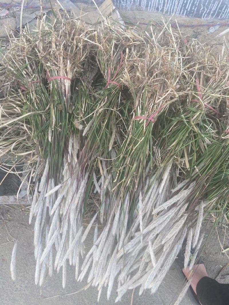 白茅草根子草：一种多功能的野生植物