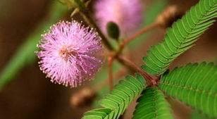 含羞草花语：让含羞草为你绽放爱的勇气与柔情