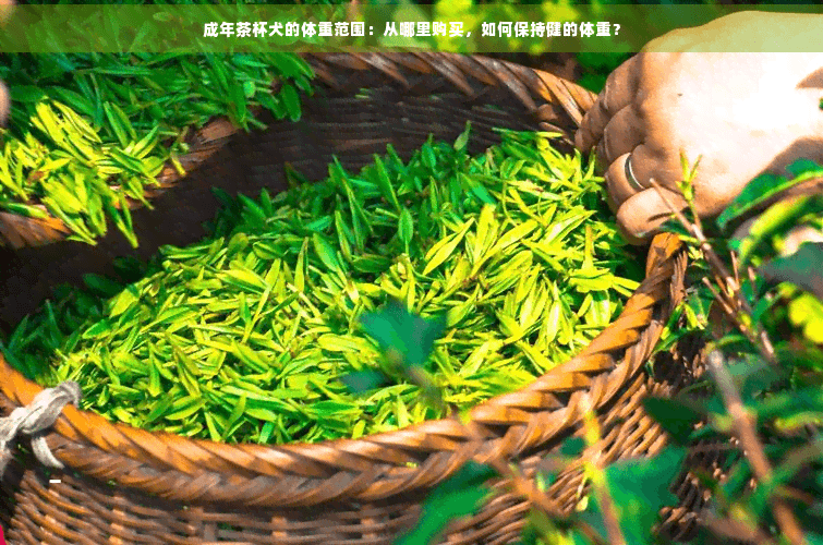 成年茶杯犬的体重范围：从哪里购买，如何保持健康的体重？