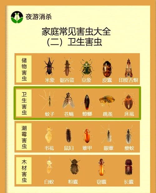如何识别与防治脊胸露尾甲：家居仓储害虫的危害与防治措施