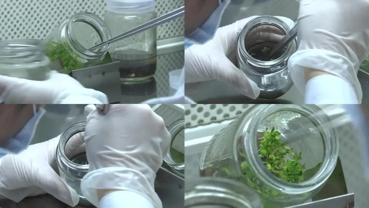 植物组织培养中微生物污染的应对之策-培养基灭菌彻底