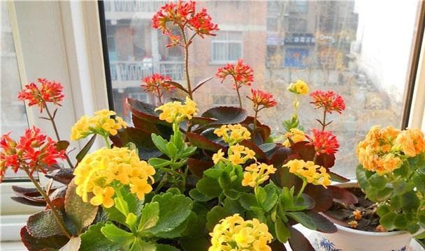 长寿花的冬季管理指南（如何让长寿花安然度过寒冬）