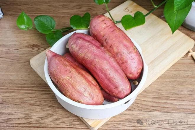 南方四大薯类的凉薯、红薯、脚板薯和木薯都有啥区别？一次说清楚