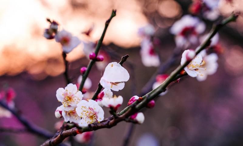 春光无限好，上海植物园梅花始盛开