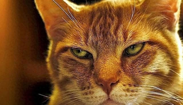 猫咪心理学：掌握这些秘诀，让你的宠物更加依恋你！