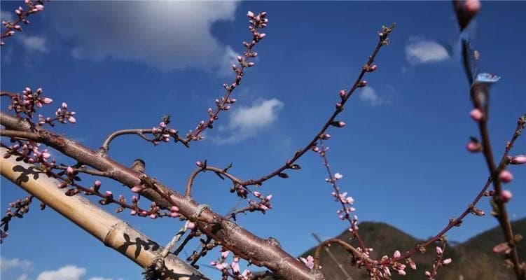 如何编写标准化桃树管理方案？管理方案中应包含哪些要点？