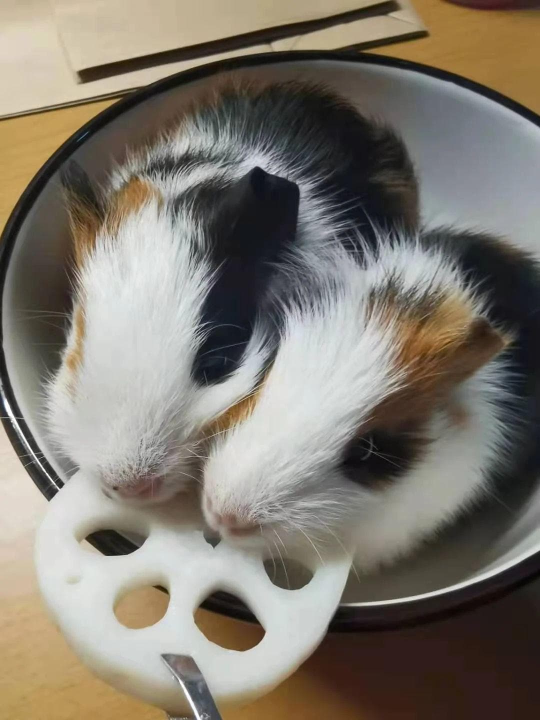 荷兰猪需要多少水以及缺水会有什么后果？