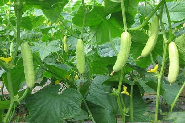 几月份种黄瓜最合适？从播种到采收的完整种植指南