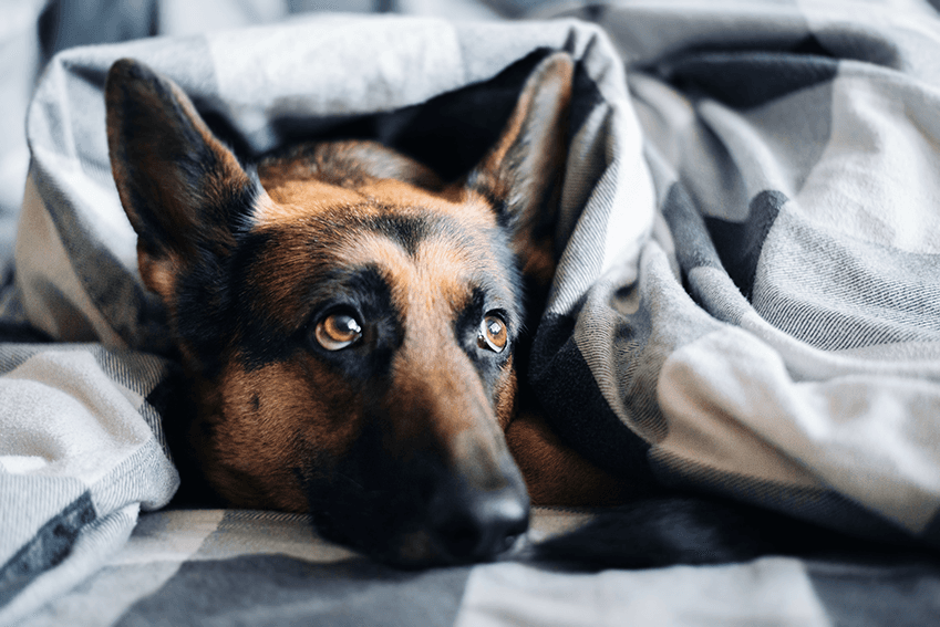 為什麼我家的狗狗怕打雷或鞭炮？我該如何安撫他｜犬研室