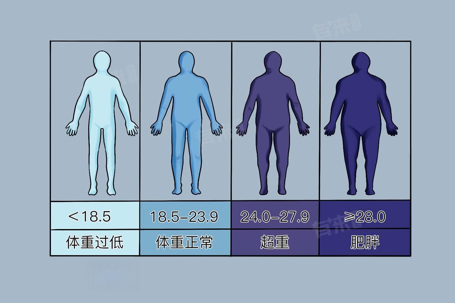 BMI指数：定义、标准及健康意义