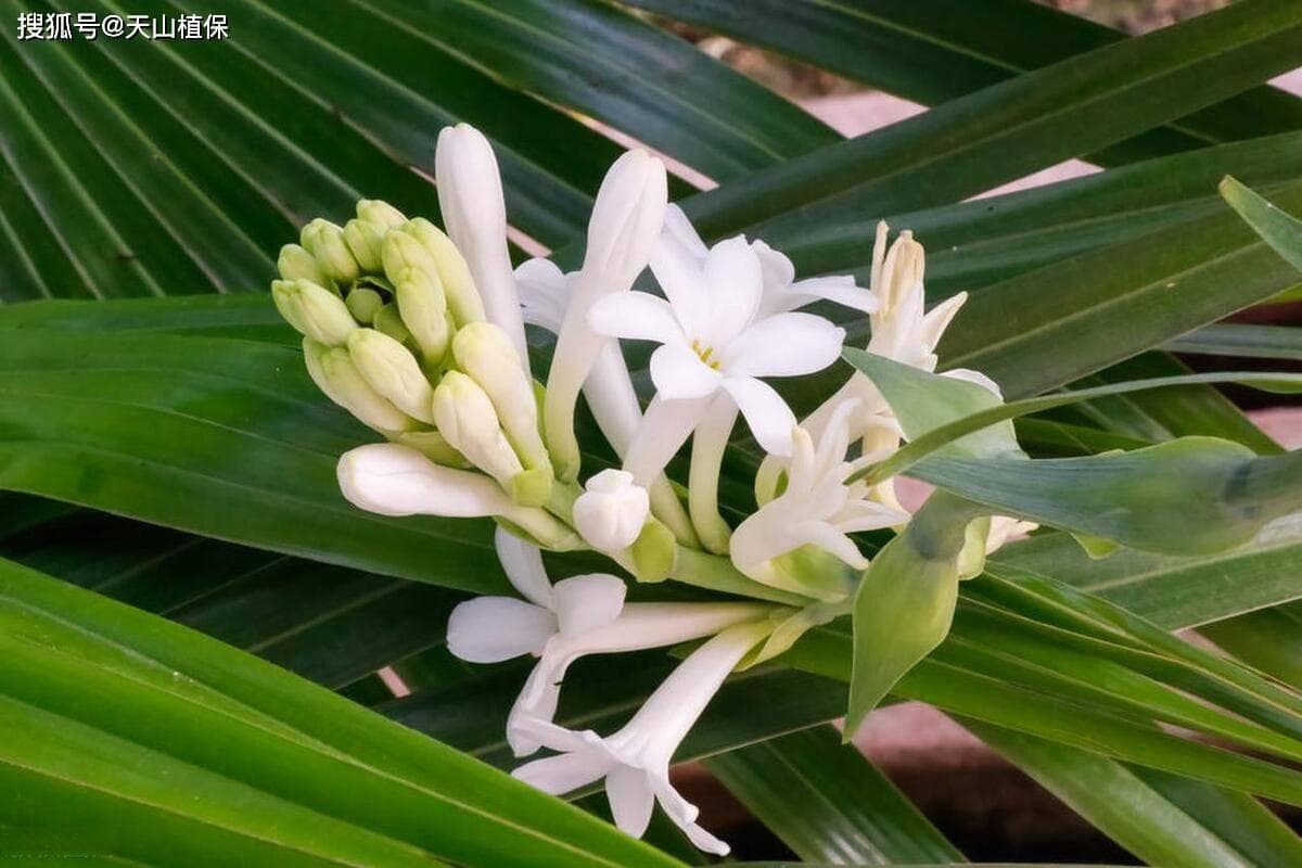 晚香玉种植全程指南：从土壤准备到开花管理