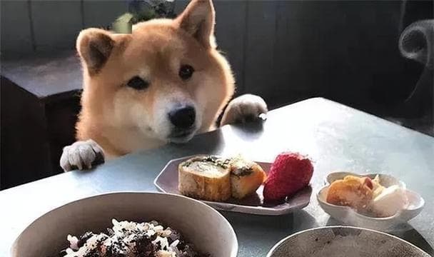 合理喂食狗狗的注意事项（以狗狗的健康为主要考量进行合理喂食的关键）