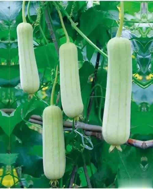 白玉丝瓜高效种植技术要点！