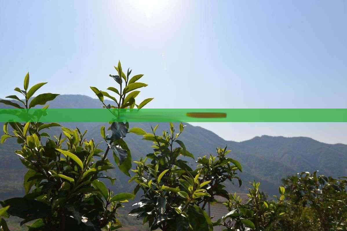 喝什么茶助消化通便？效果如何？原理是什么？