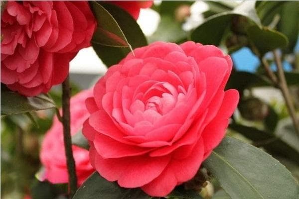 茶花种植全攻略：从盆土选择到病虫害防治