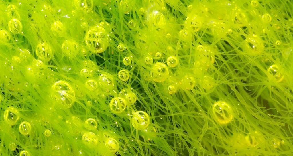 认识石莼——一种生长在水中的绿色植物（探秘石莼的生长环境与特点）