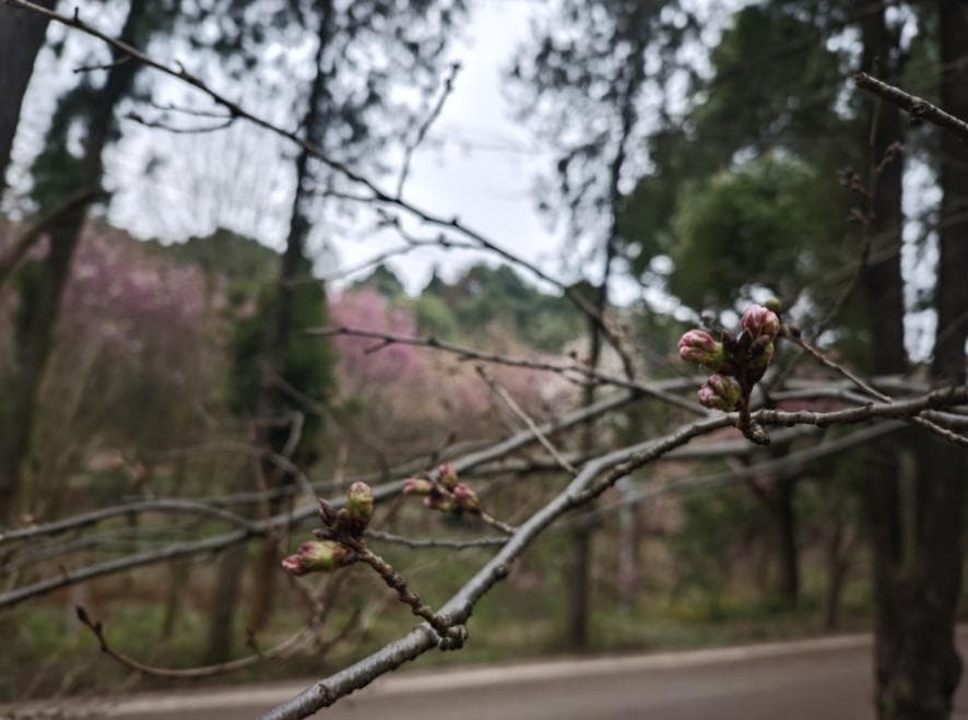 赏樱再等等！贵安樱花仍然“含苞未放”