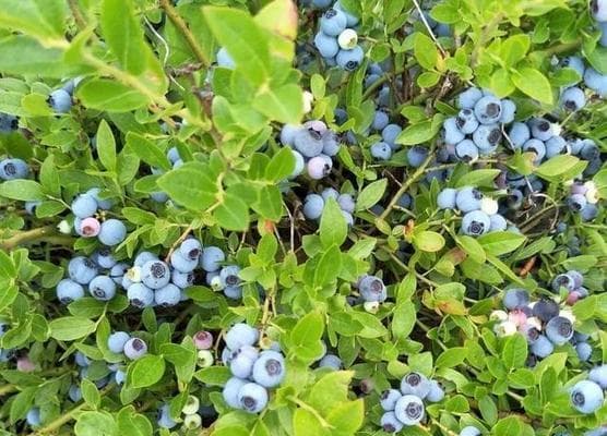 蓝莓树的光照要求：阳光爱好者