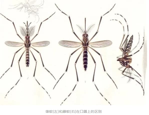 公蚊子为什么不吸血？