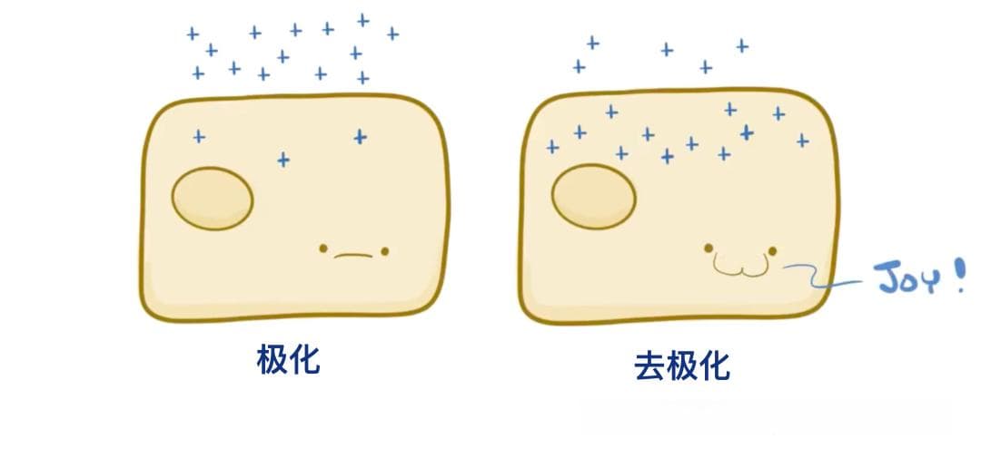 心脏的电传导系统：从窦房结到浦肯野纤维的精密生物钟