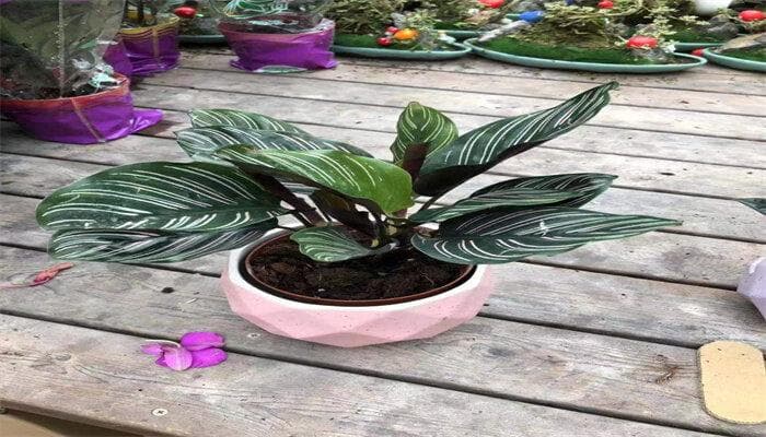 孔雀竹芋花该怎么养